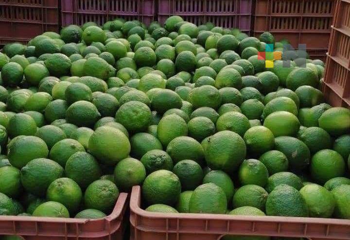 Retornaron los buenos precios para el limón persa