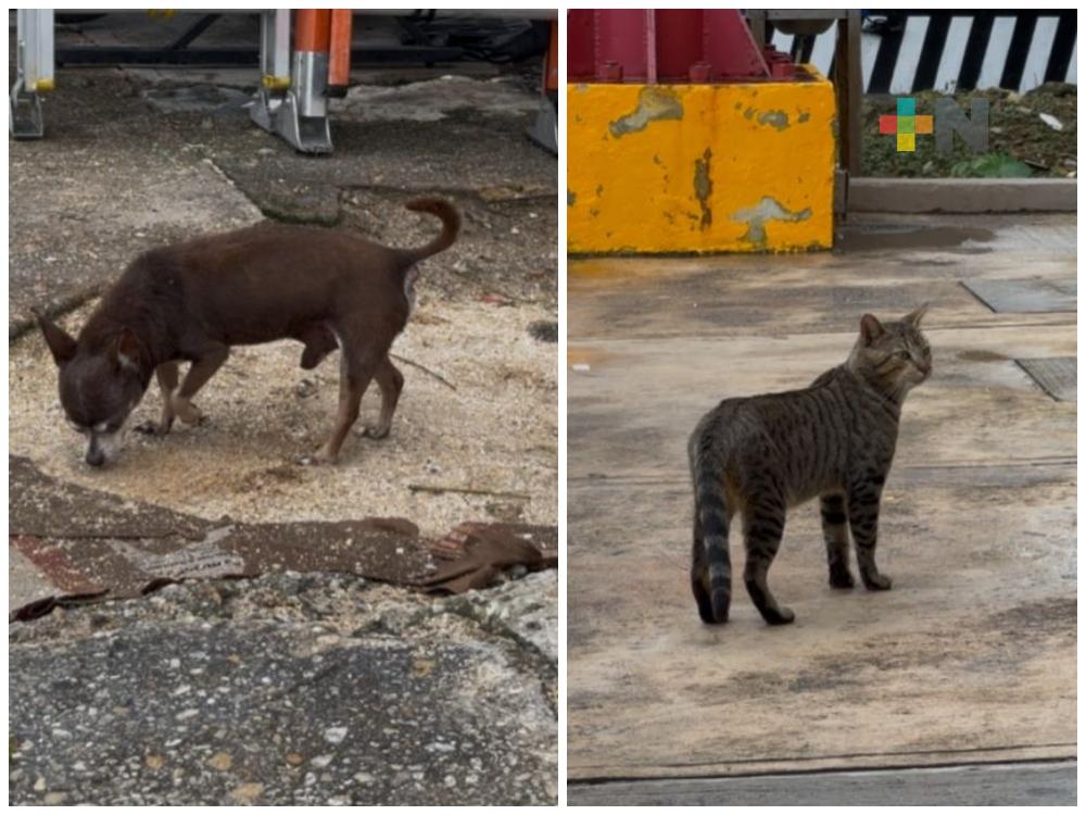 Descenso de temperaturas incrementan enfermedades en mascotas