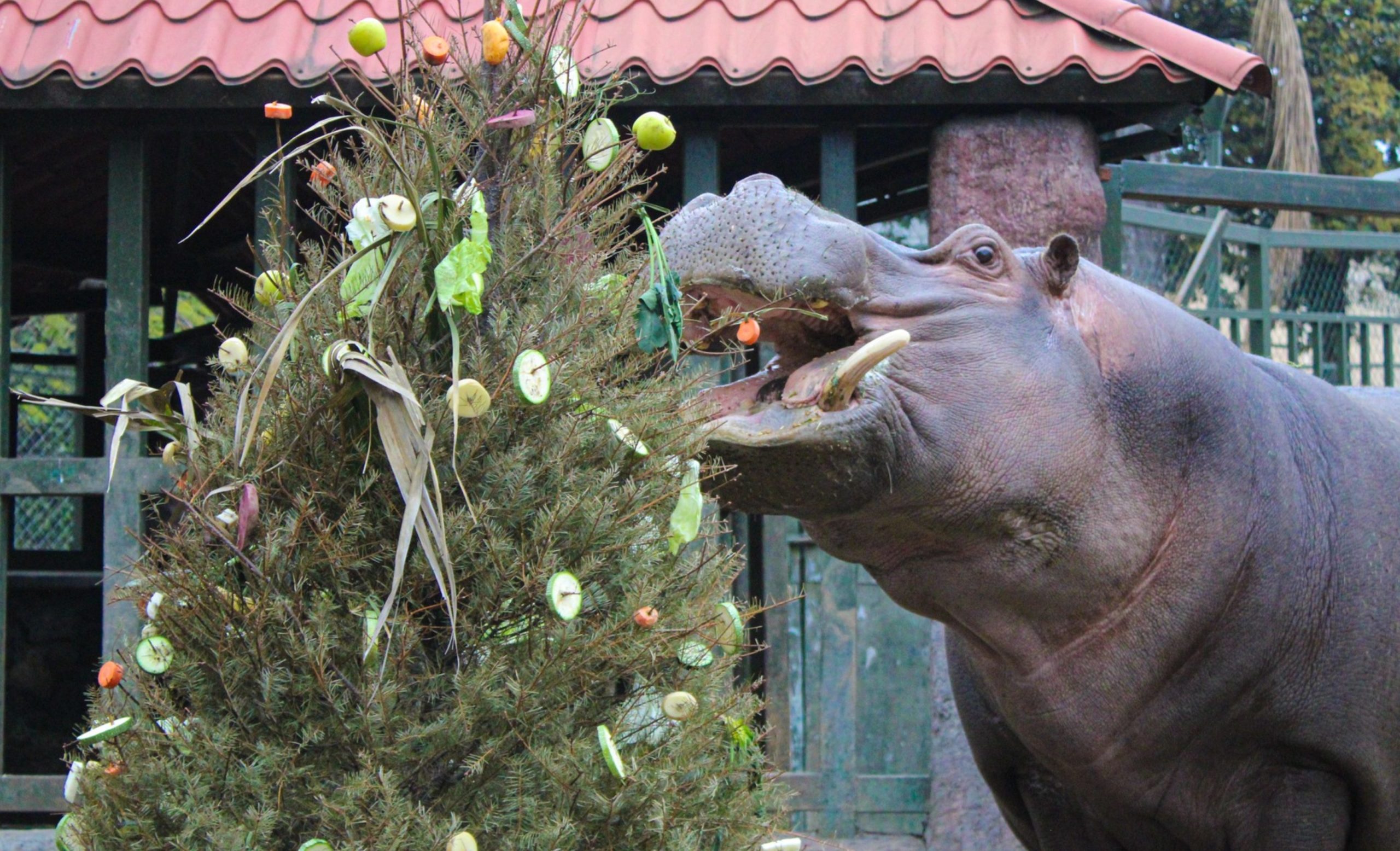 En Orizaba alimentan a hipopótamos con arbolitos de Navidad
