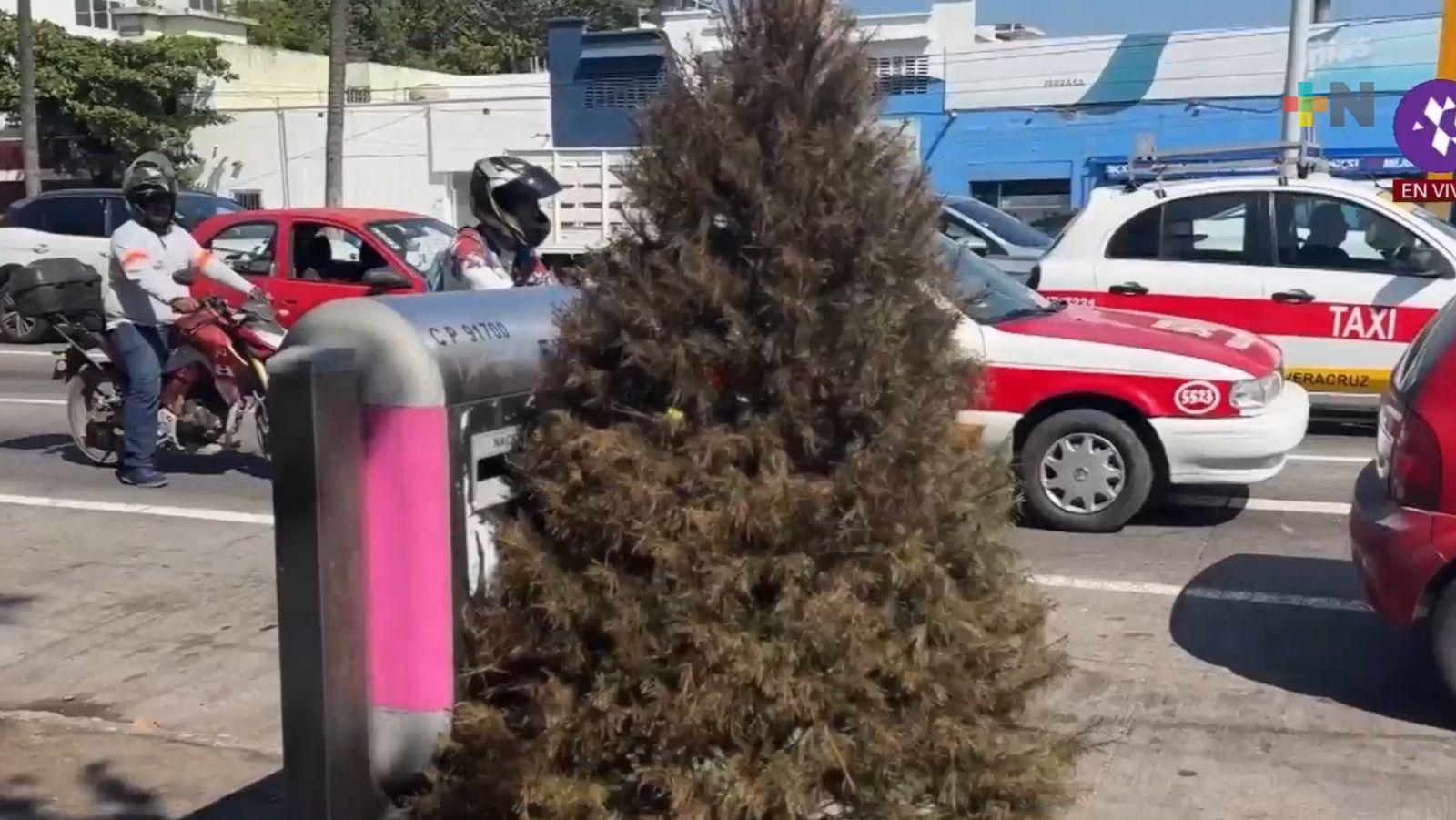 Exhortan a ciudadanía a reciclar árboles de Navidad