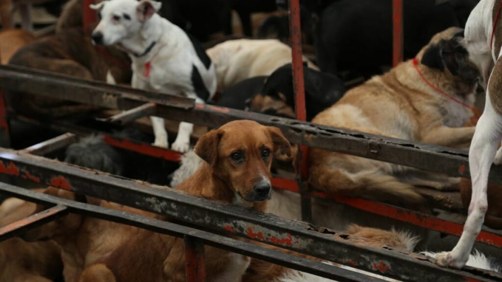 Más de 900 animales del Refugio Franciscano serán resguardados