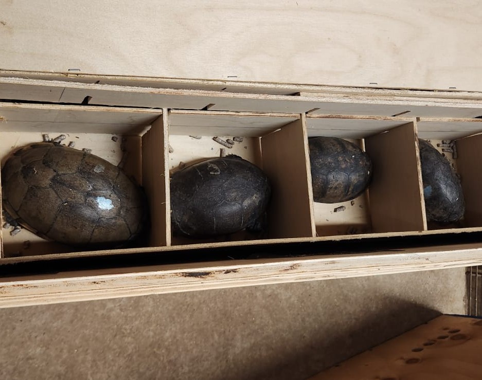 Profepa coordina transporte de tortugas aseguradas en el aeropuerto de Tijuana