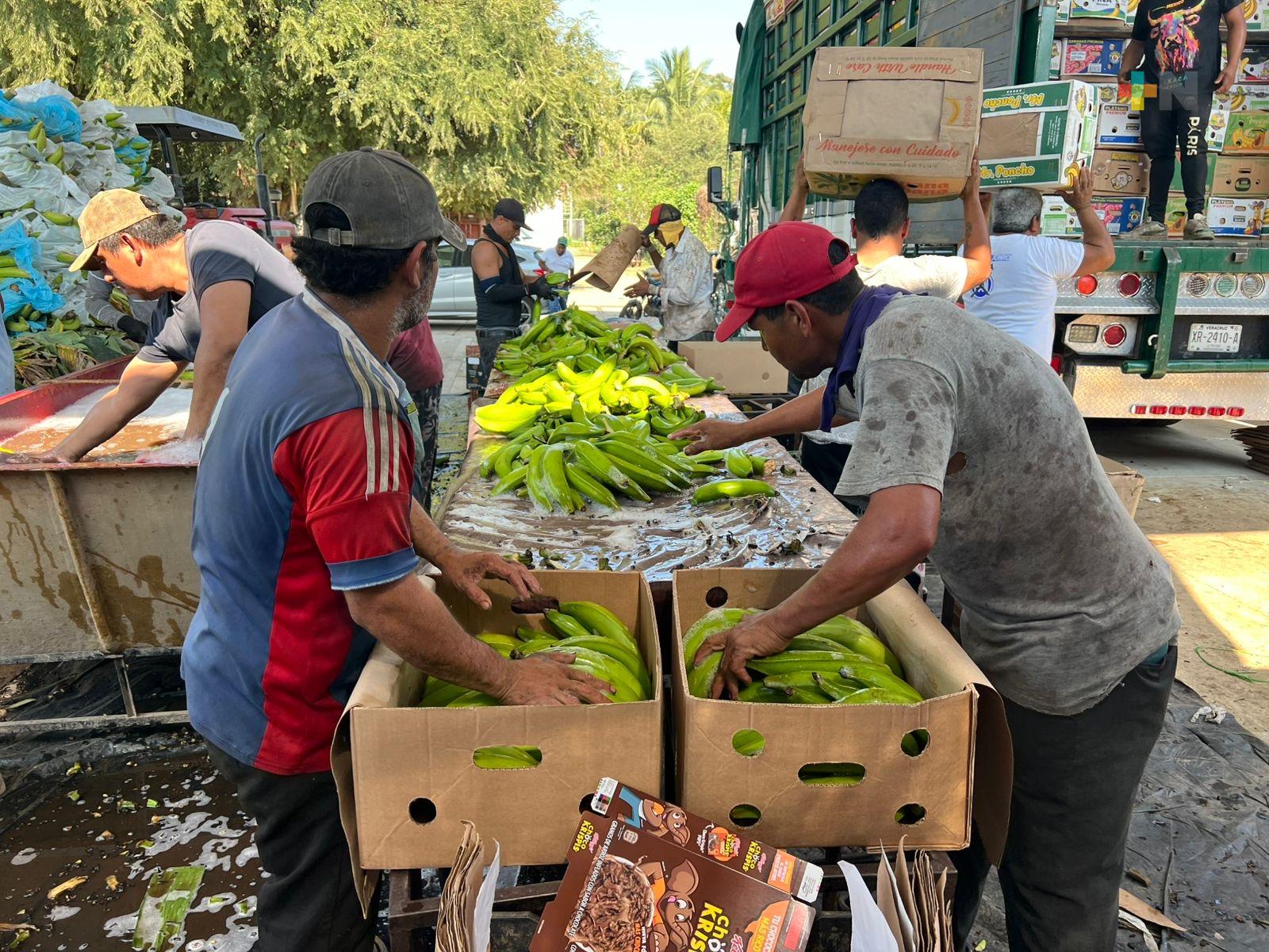 Plátano macho de la Cuenca del Papaloapan, líder en mercados nacionales