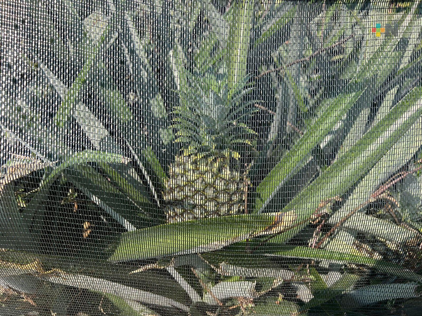 Productores de José Azueta instalan malla sombra en cultivos de piña