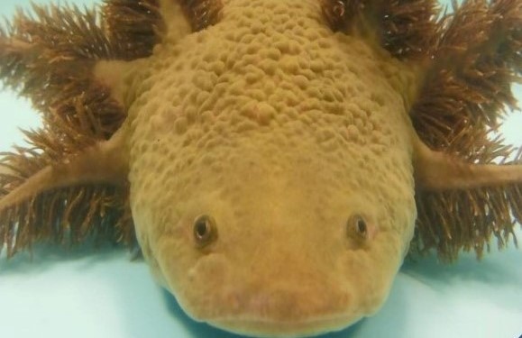 Misión ajolote: Esfuerzos para proteger a nuestro embajador