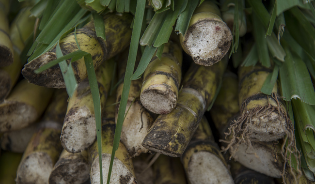 Impulsa Agricultura mejor acceso a financiamiento para el sector cañero e incorporación a programas del bienestar
