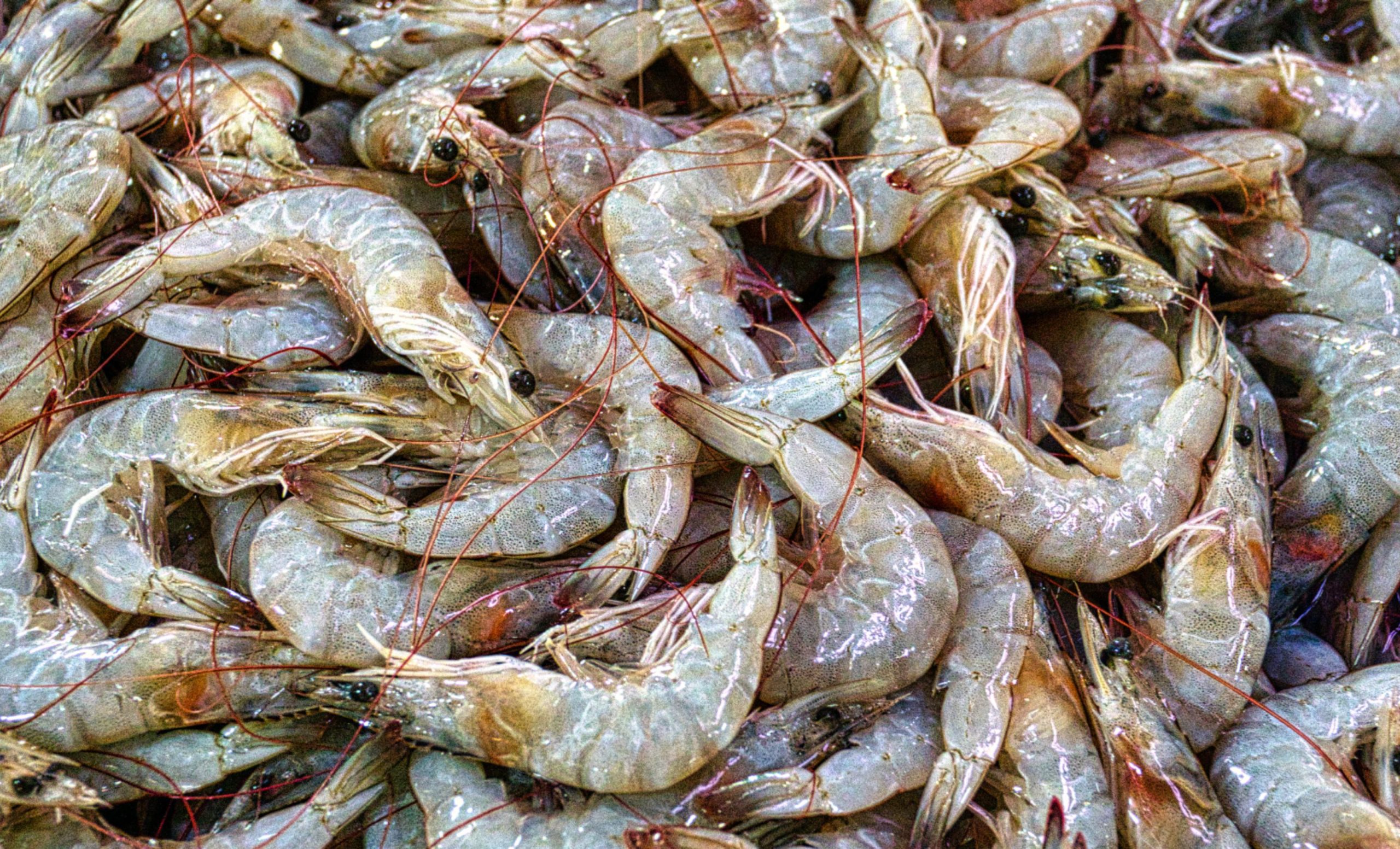 Incrementa consumo de mariscos por inicio de Cuaresma