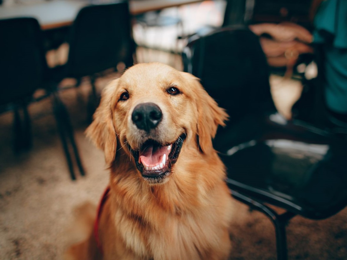Golden retriever no es apto para ciudades húmedas; adquiere muchas alergias: veterinario