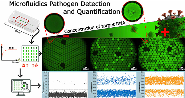 Crean metodología para detección rápida y precisa del virus SARS-CoV-2