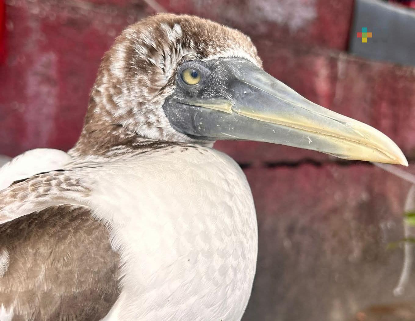 Brigada Animal de Coatzacoalcos atiende fauna silvestre afectada por calor