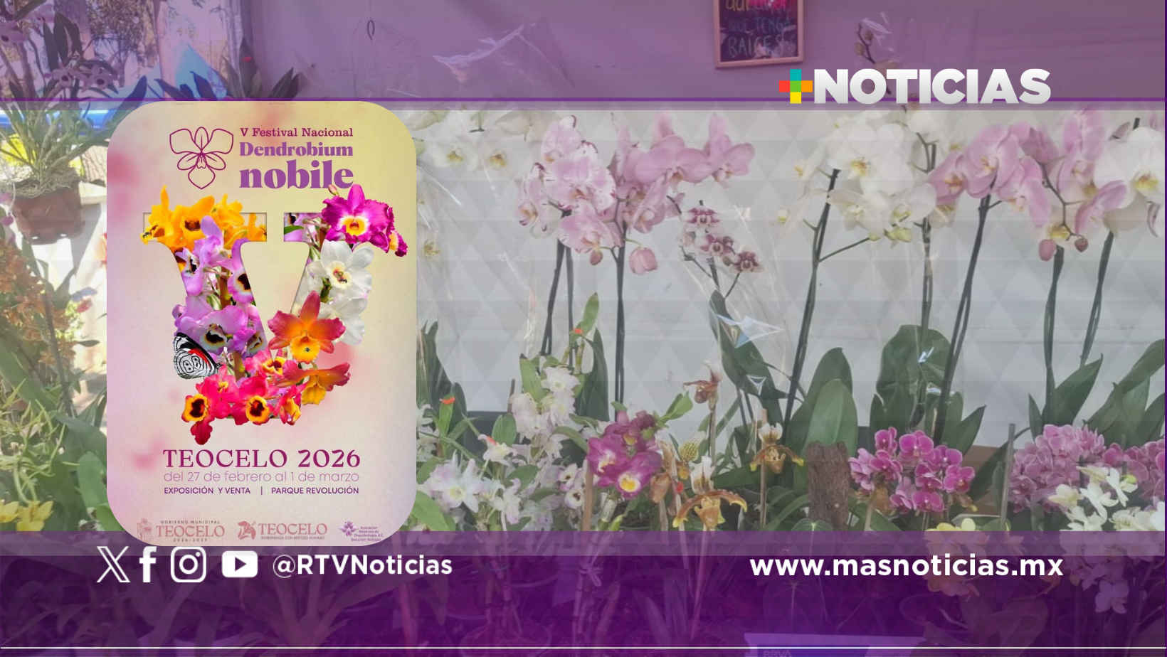 Teocelo lleva a cabo quinto festival del Dendrobium Nobile
