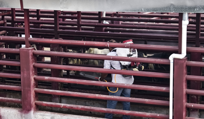 Estrategia para contener gusano barrenador da resultados positivos en Tamaulipas, Veracruz y San Luis Potosí