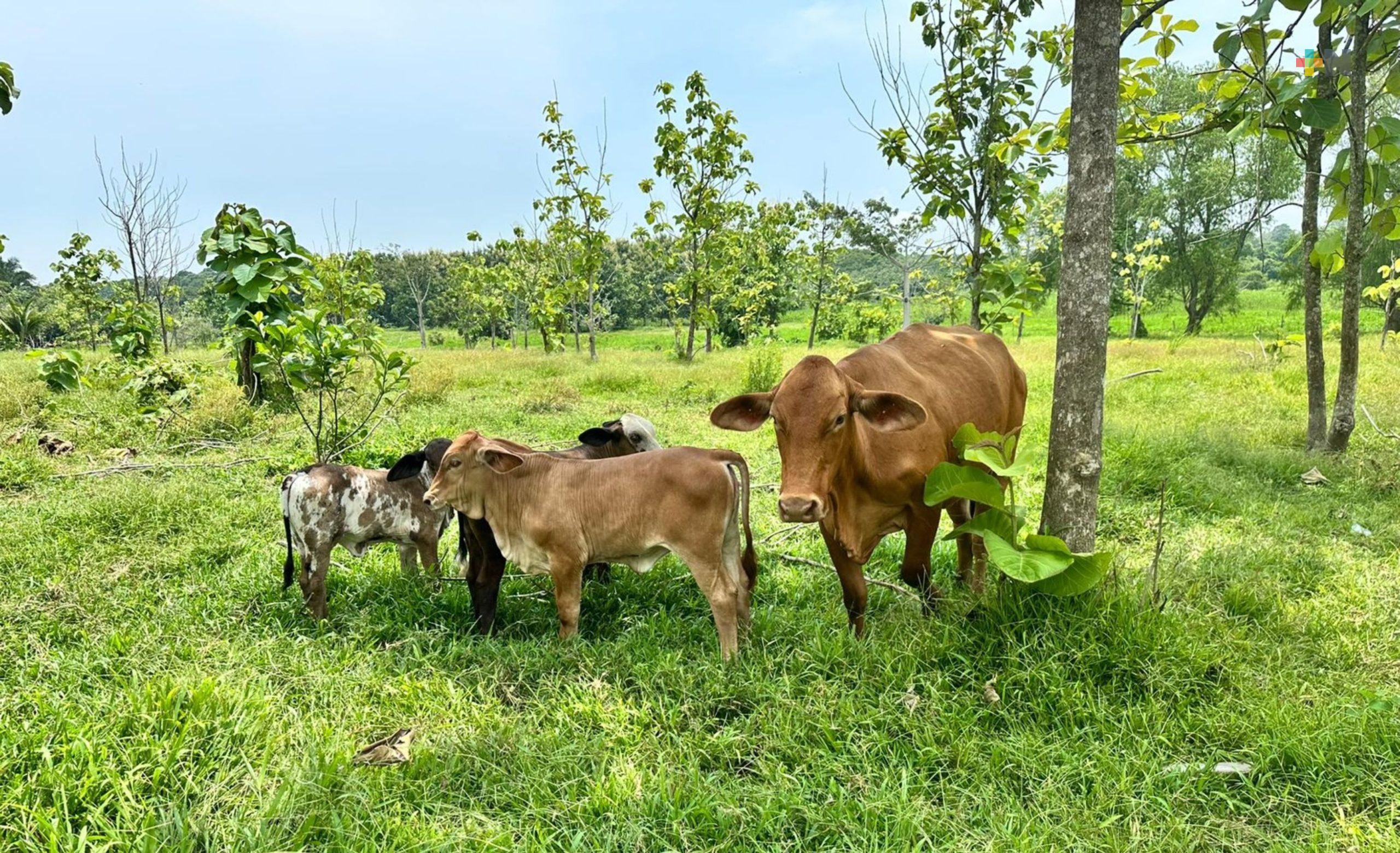 Veracruz fortalece el campo con pruebas gratuitas de brucelosis