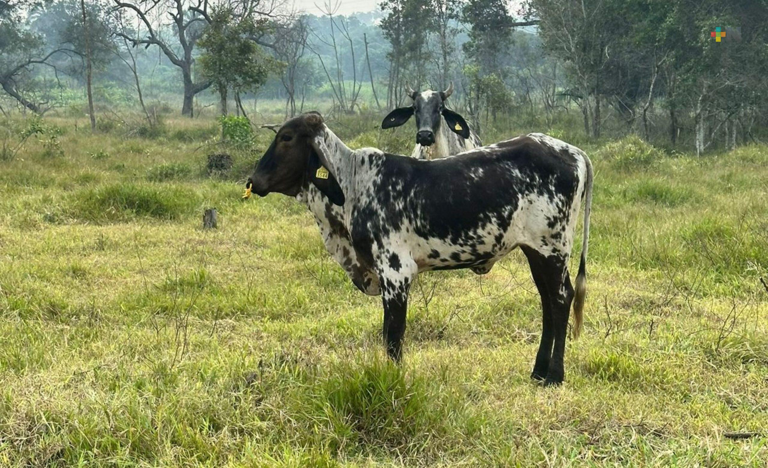 Proponen endurecer castigos al abigeato en Veracruz