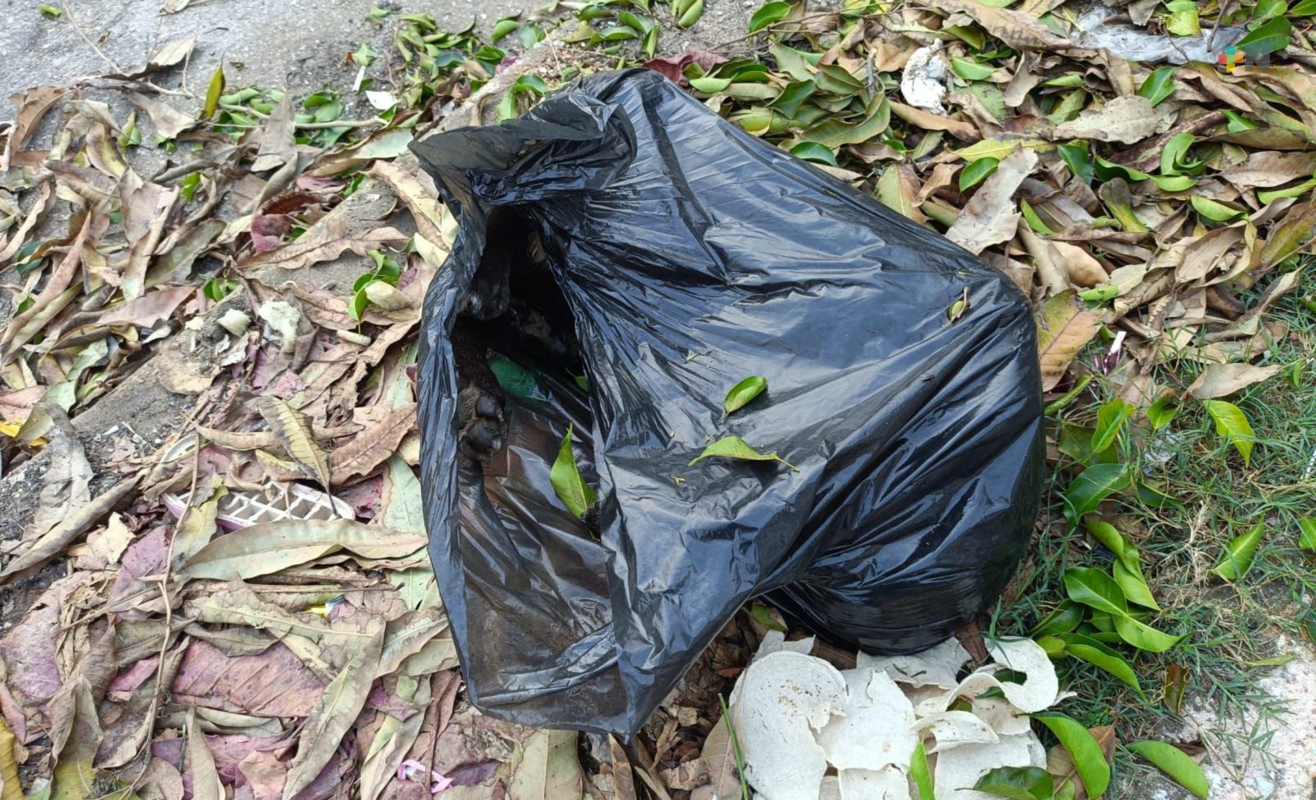 Entre basura hallan a cuatro perros sin vida