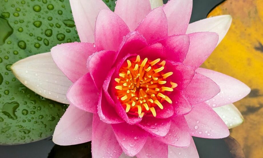 Lirio acuático: de plaga a solución