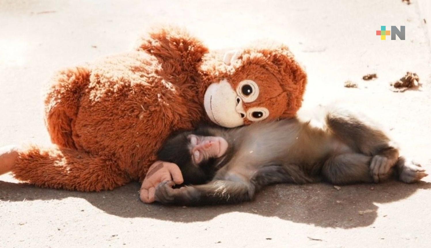 La historia de Punch, el mono bebé