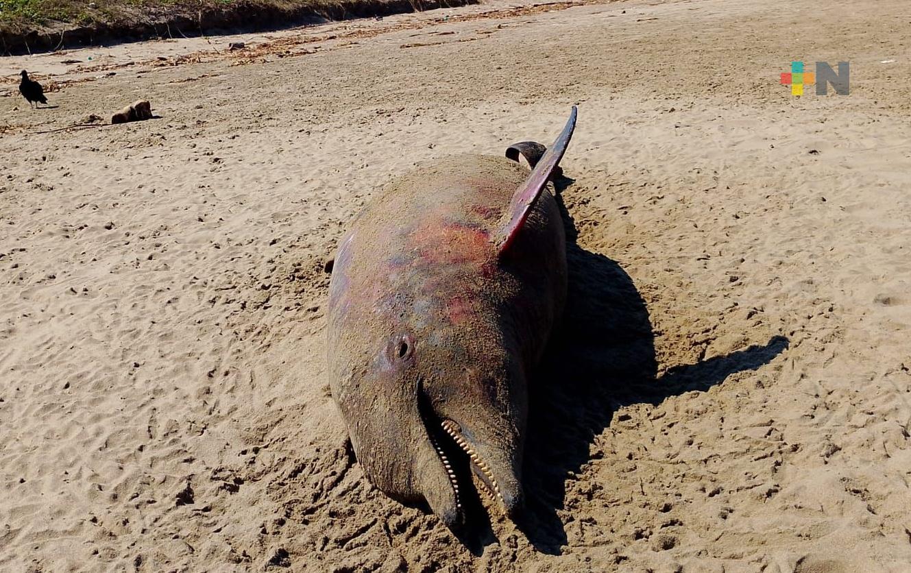 Localizan sin vida a delfín nariz de botella en Agua Dulce
