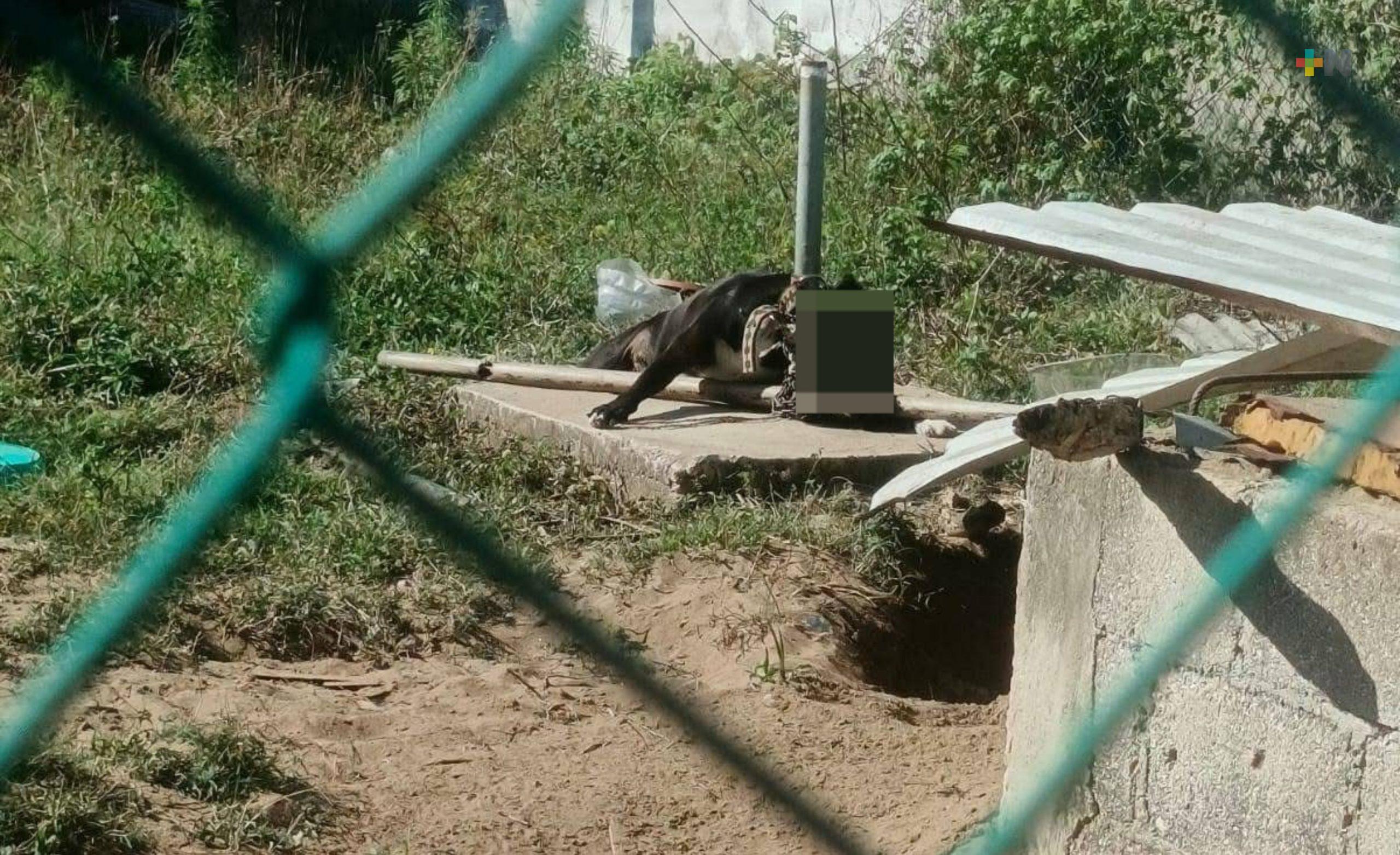 Otro caso de maltrato animal con fatal desenlace