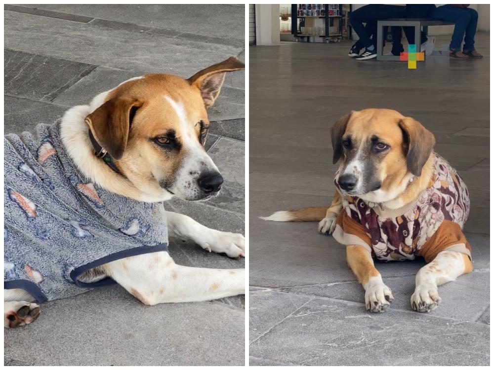 Recomiendan abrigar mascotas en esta temporada de frío