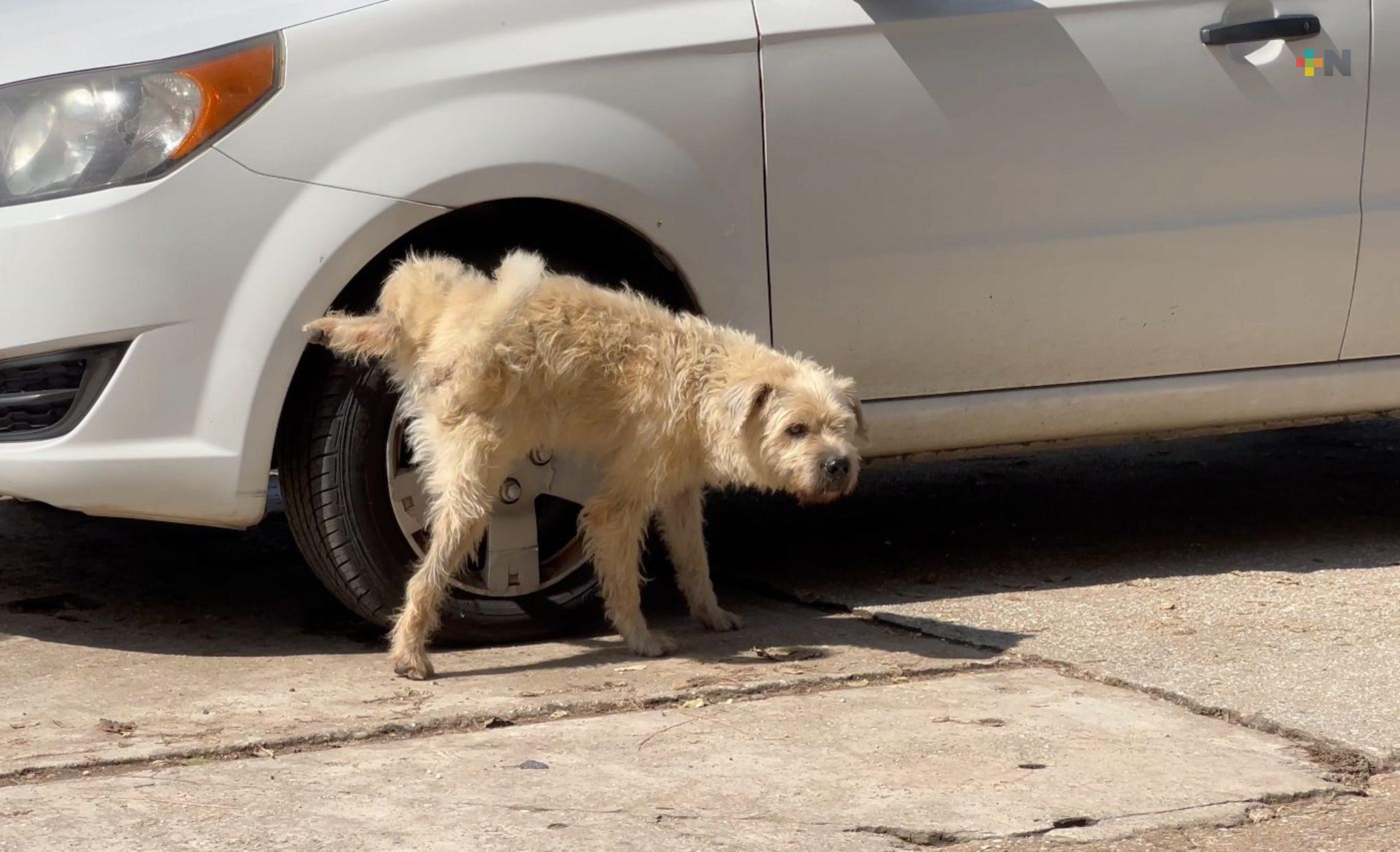 No se realizan redadas ni operativos para retirar animales en Coatzacoalcos