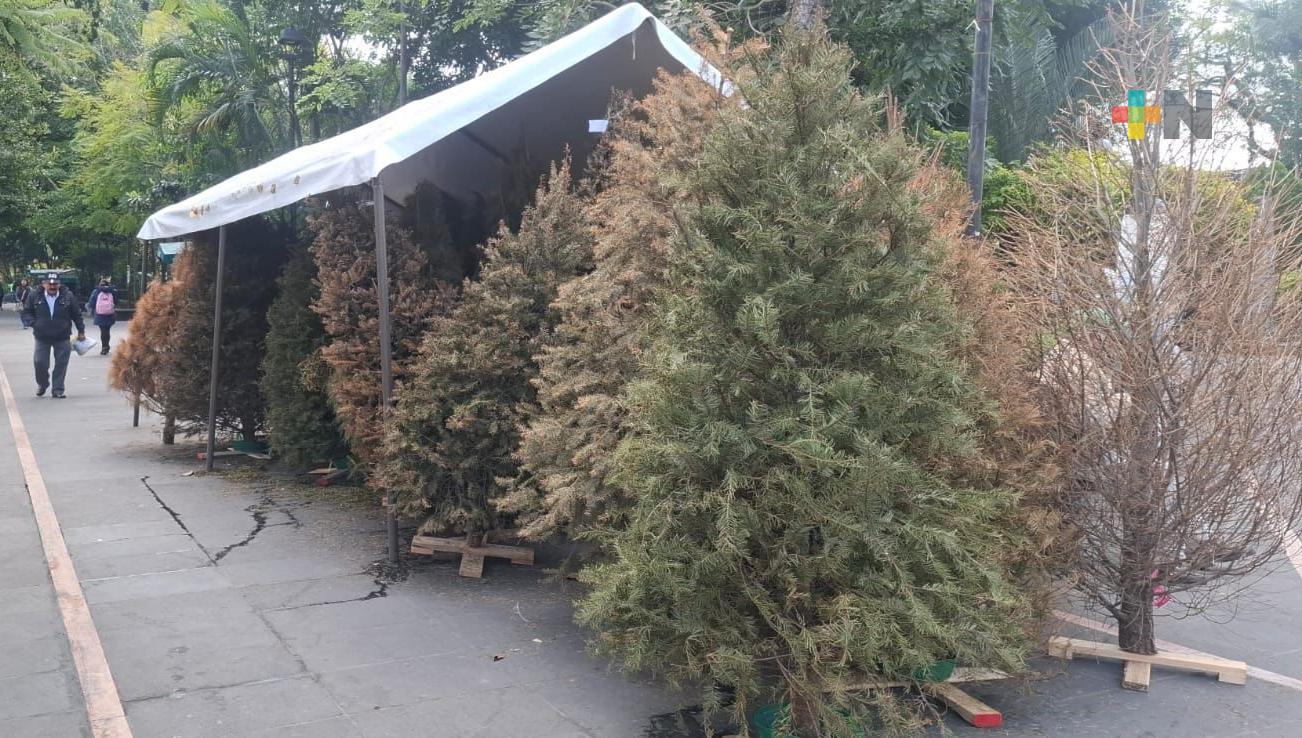 Campaña de reciclaje ha captado 120 árboles de Navidad en Coatepec