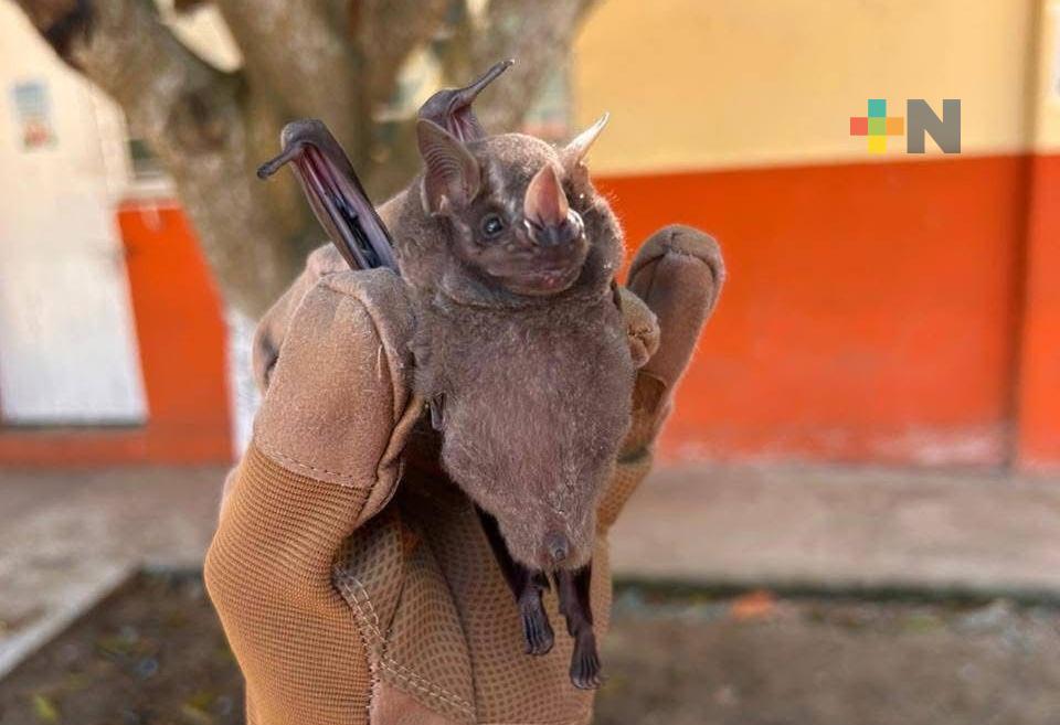 Rescatan animales silvestres en Coatzacoalcos