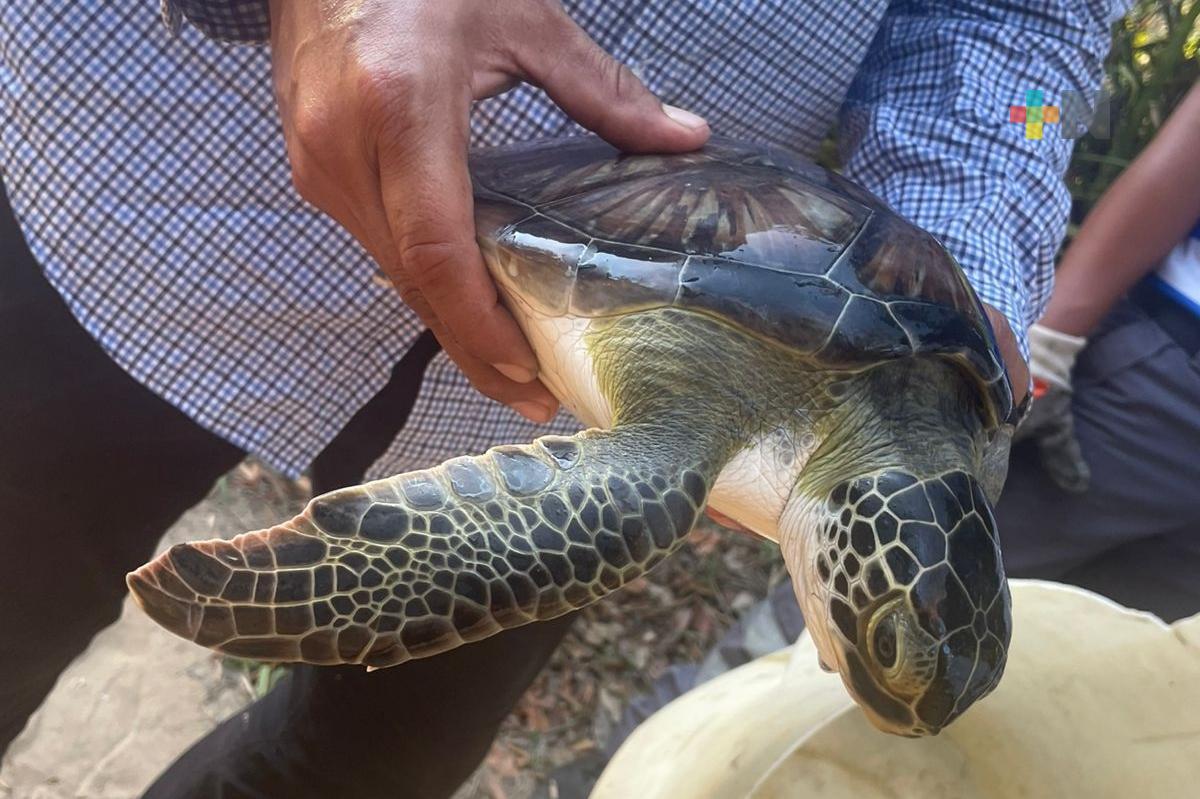Rescatan a tortuga marina varada en Agua Dulce