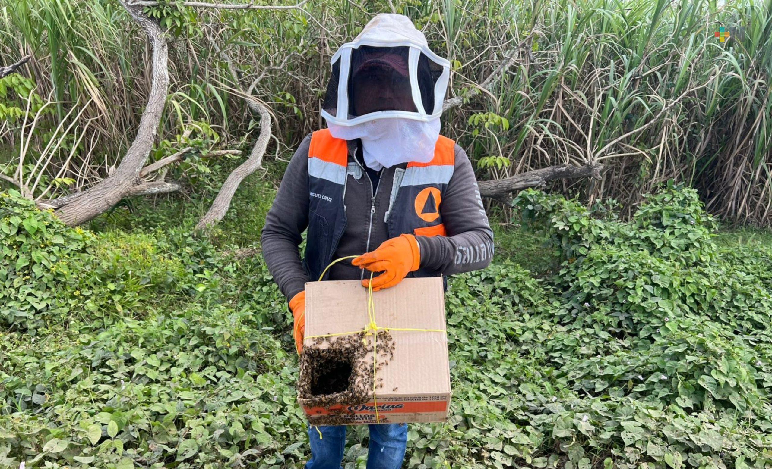 PC prioriza la vida y la biodiversidad en el manejo de enjambres en Tlacojalpan