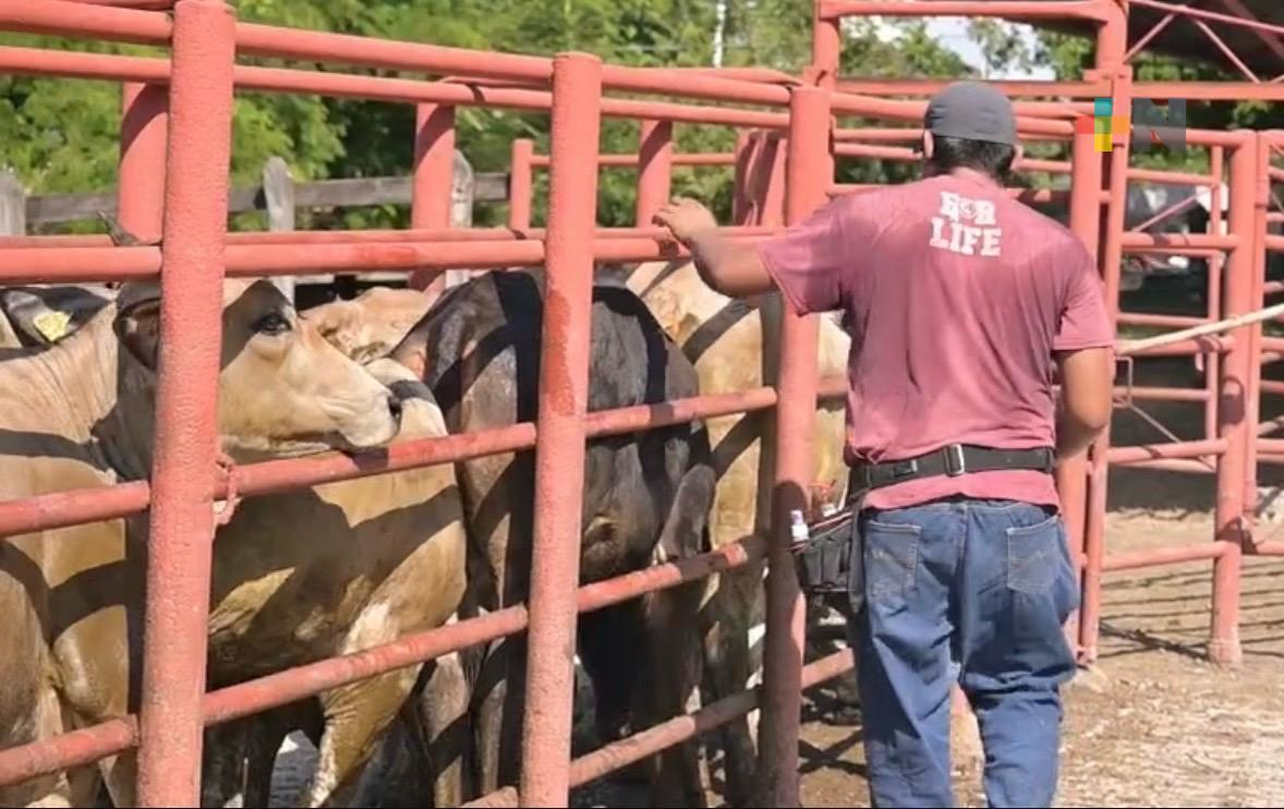 Refuerzan acciones contra el gusano barrenador en Tantoyuca