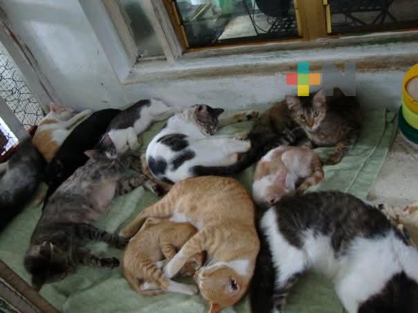 Rescatistas piden regular albergues de perros y gatos