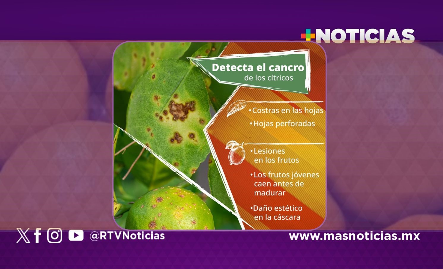 Implementan campaña contra el cancro de los cítricos
