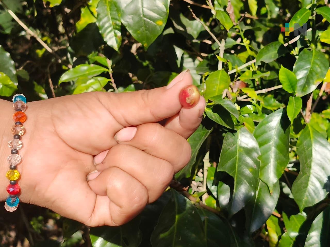 Preocupa repunte de plagas en cafetales de Zongolica