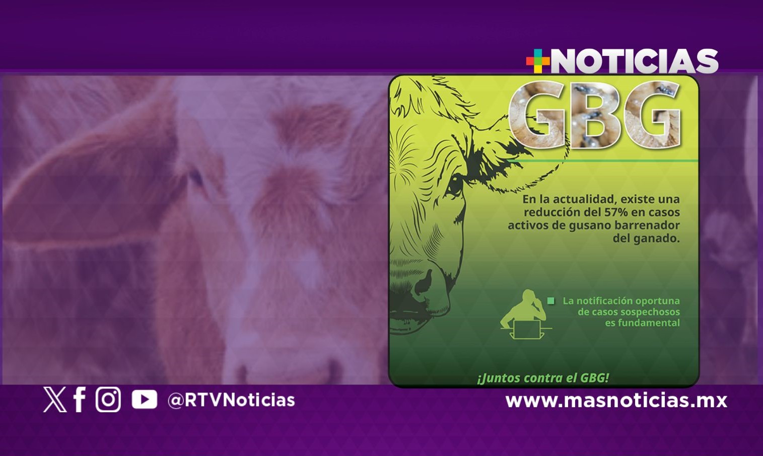 Senasica reporta reducción del 57% en casos de gusano barrenador del ganado