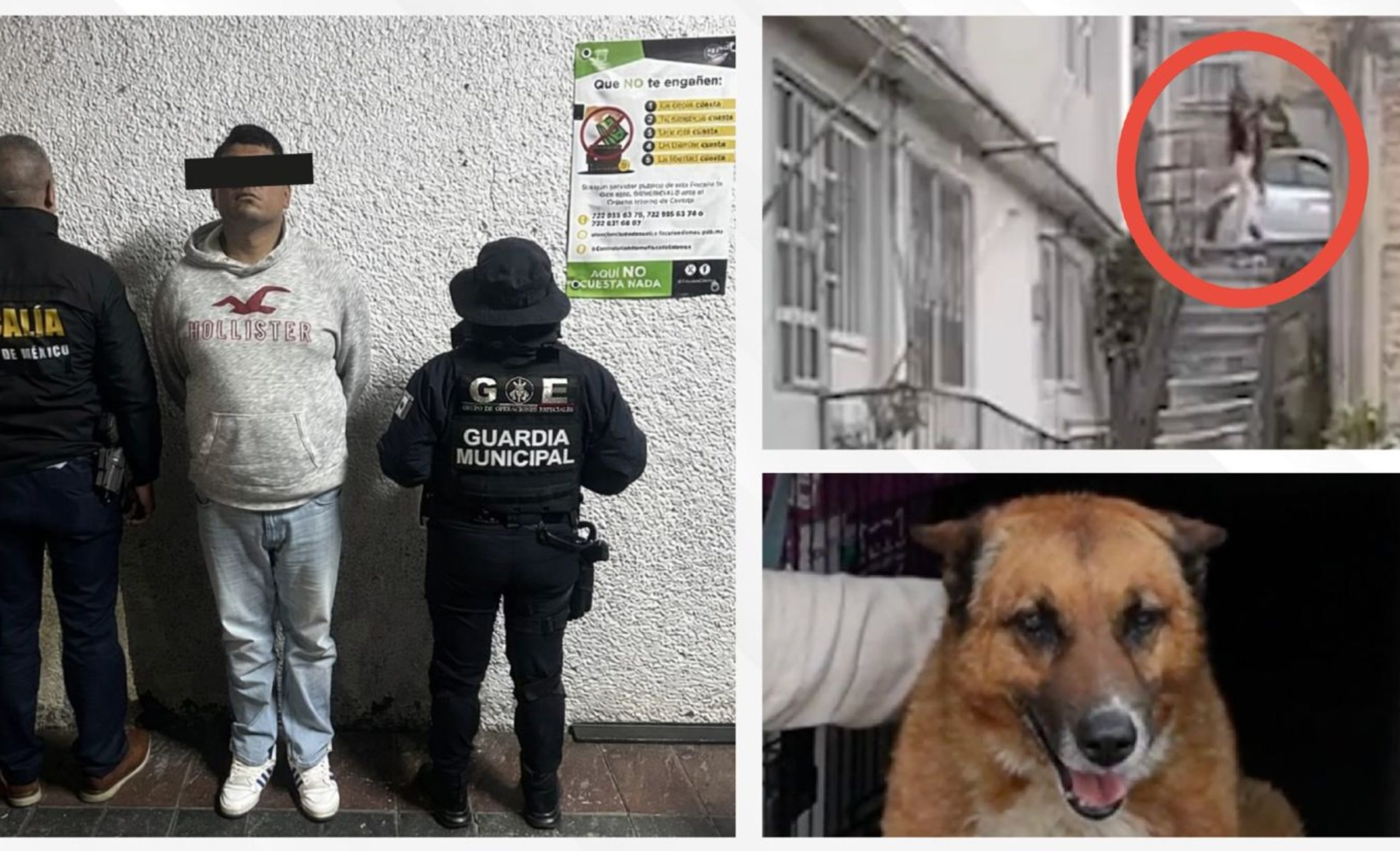 “Lobito”, símbolo de la lucha contra el maltrato animal