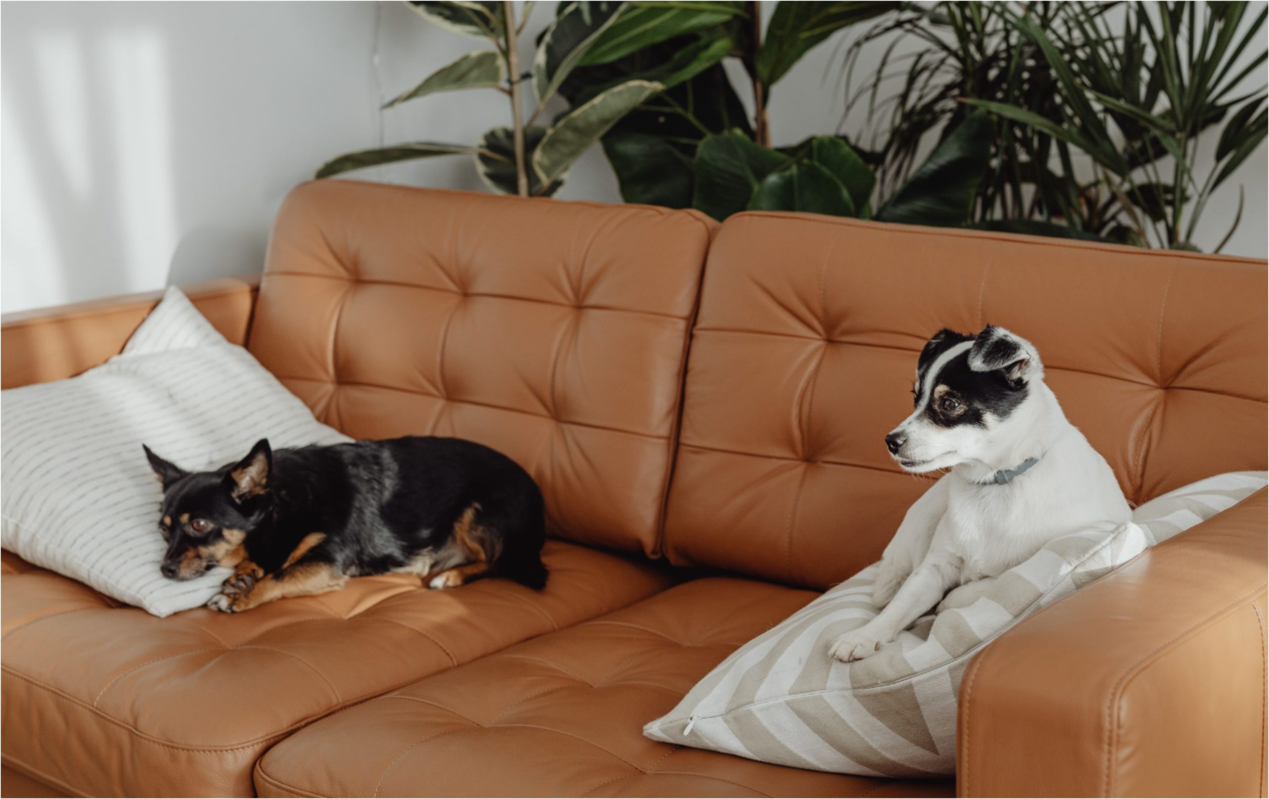 El cuidado de las mascotas durante época invernal