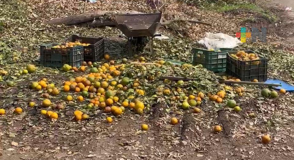 Reciclan naranja de «desecho» en Martínez de la Torre
