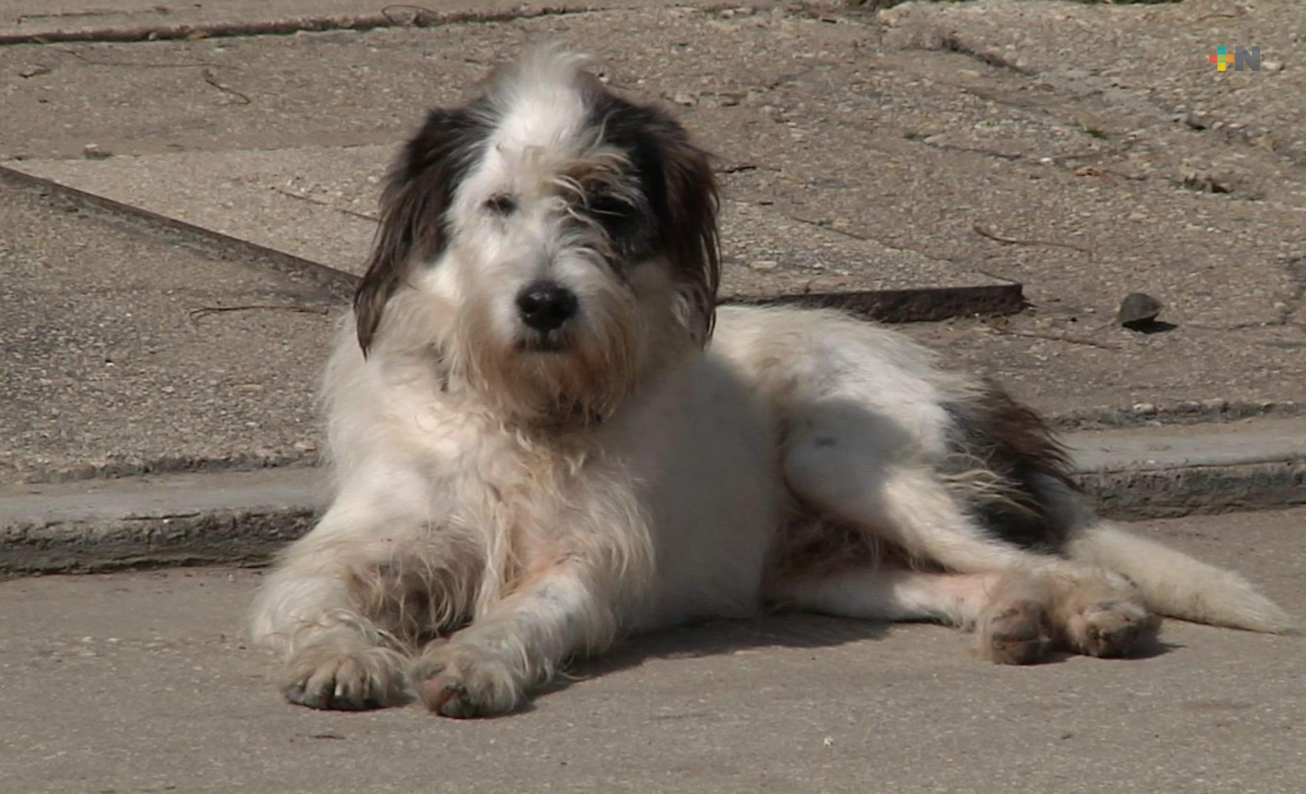 Lanzan en Xalapa iniciativa que combina negocio y rescate animal