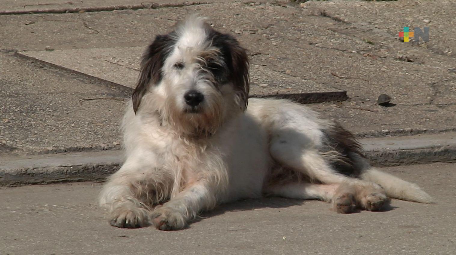 Ayuntamiento de Coatzacoalcos aprueba nuevo reglamento de protección animal