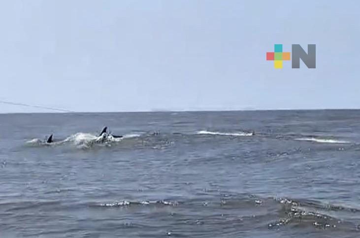 Pescadores captan grupo de delfines frente a costas de Coatzacoalcos