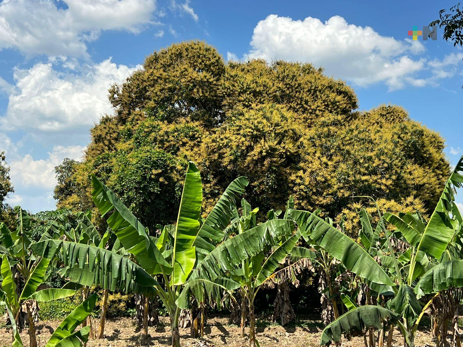 Floración abundante de mango Manila impulsa expectativas económicas en la Cuenca del Papaloapan