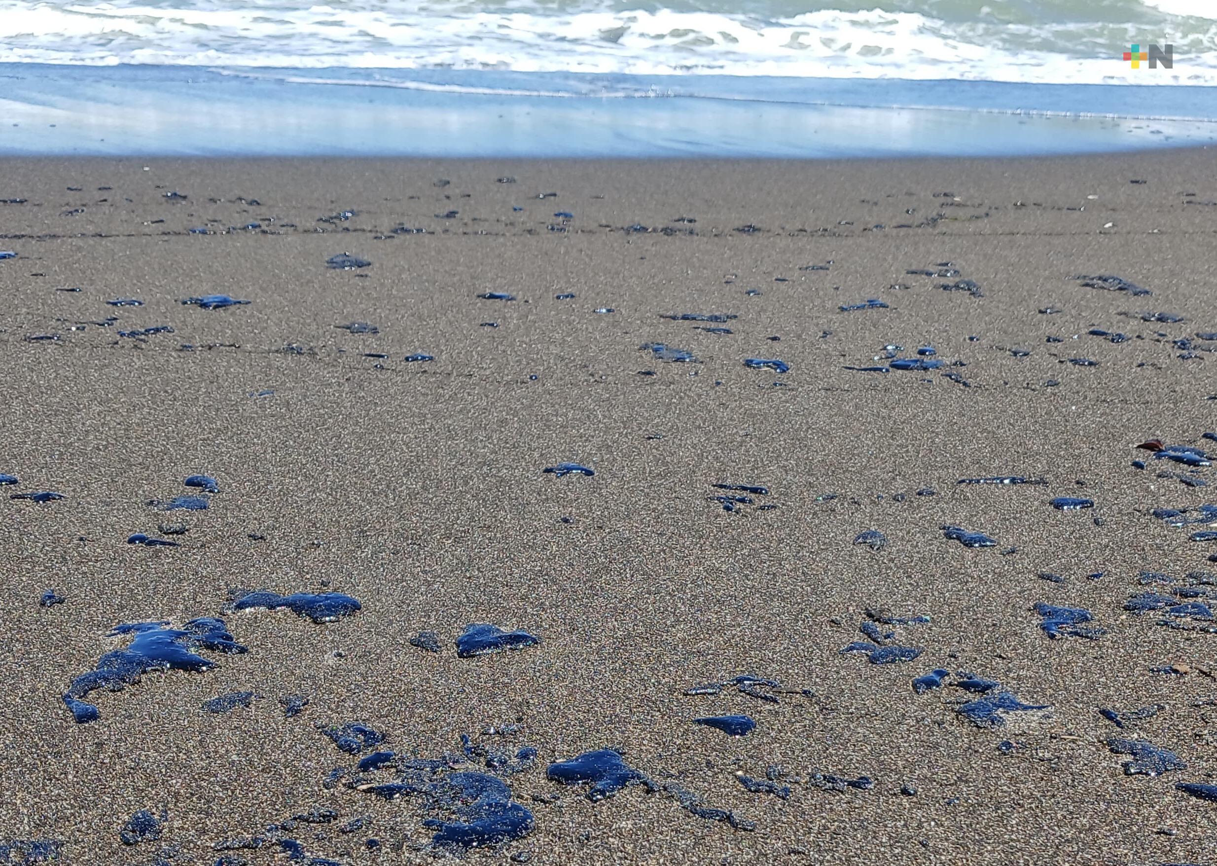 Se activa plan de contingencia para retirar pequeños residuos de hidrocaburo en Nautla