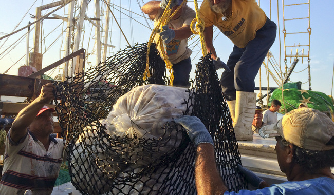 En Veracruz, lisa y pulpo tienen periodo de aprovechamiento