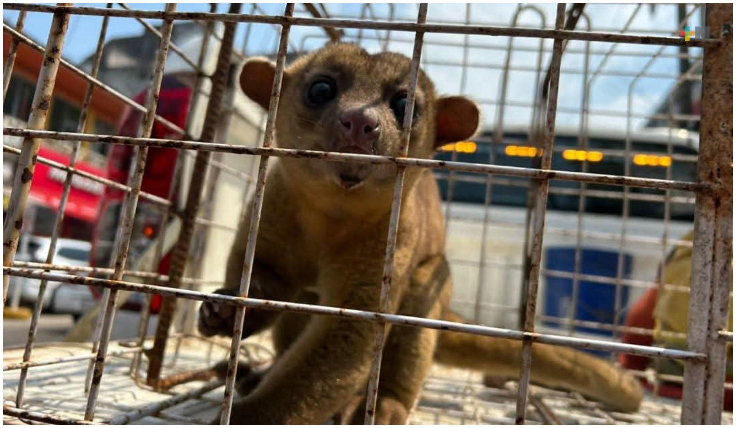 Capturan a martucha en domicilio  de Minatitlán