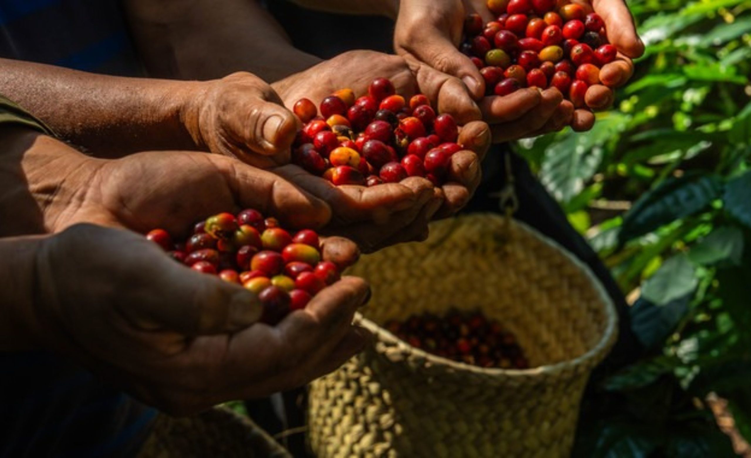 Cada etapa en el proceso para obtener café incide en la calidad, aroma y sabor