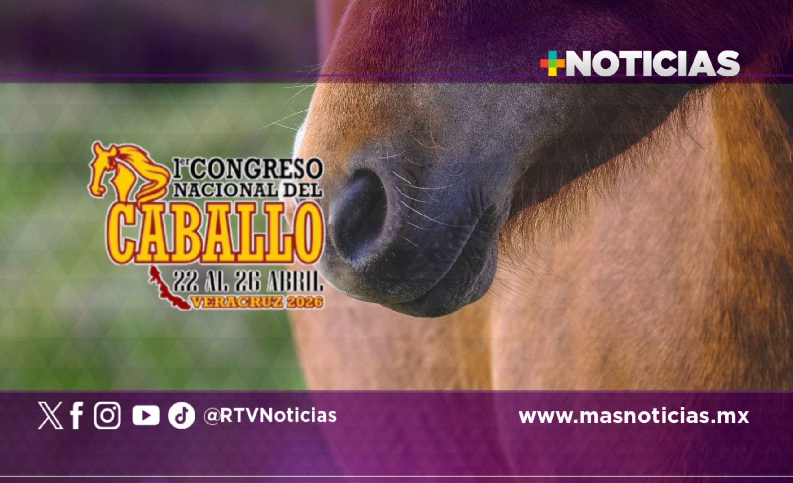 Veracruz conmemorará los 507 años de la llegada del caballo a México con un congreso nacional