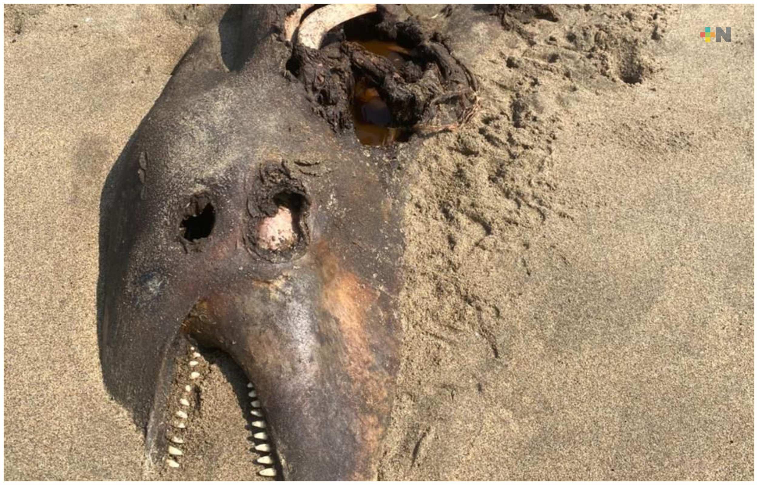 Localizan en estado de descomposición a delfín en playa de Coatzacoalcos