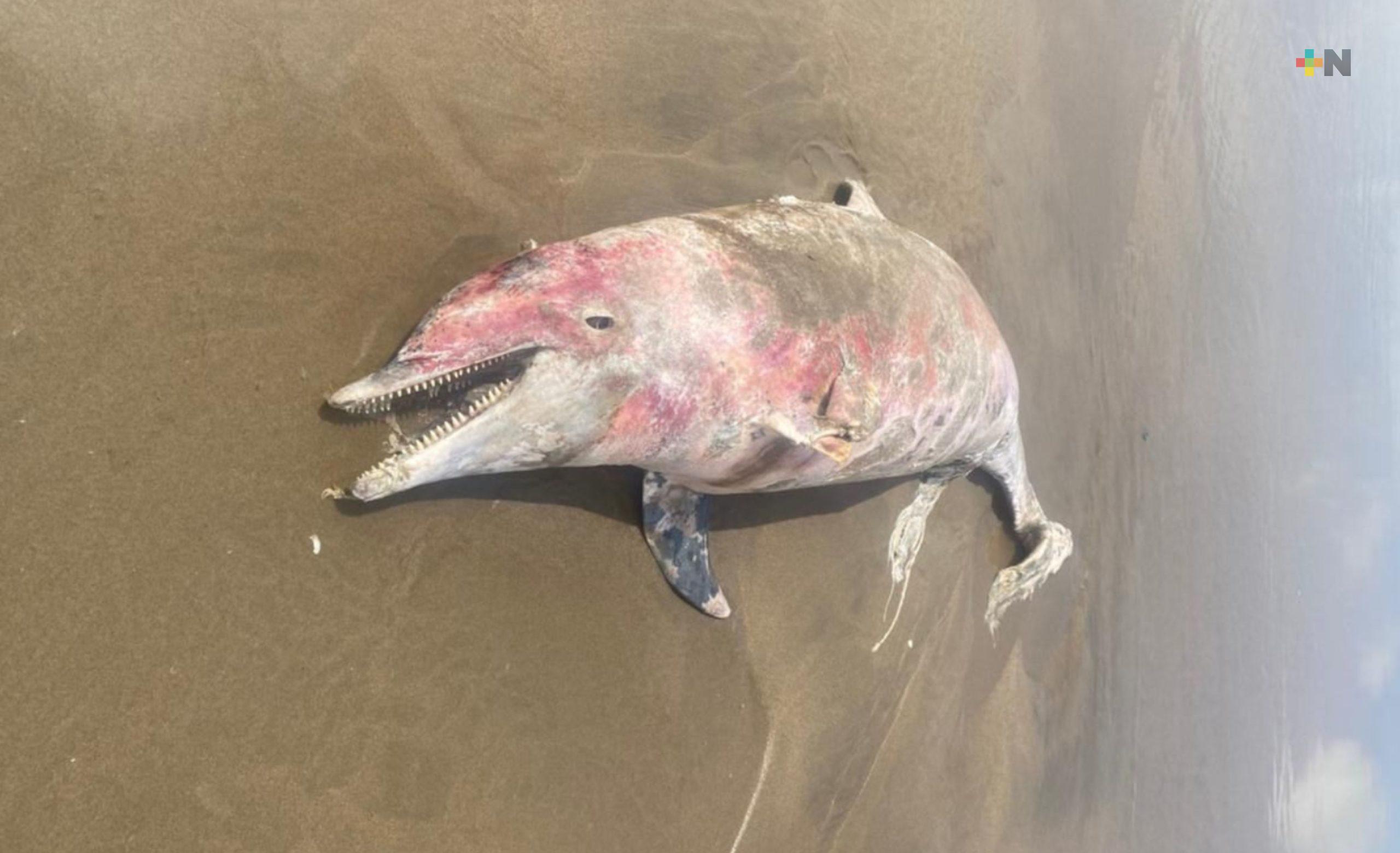 Aparece otro delfín sin vida en playas de Coatzacoalcos
