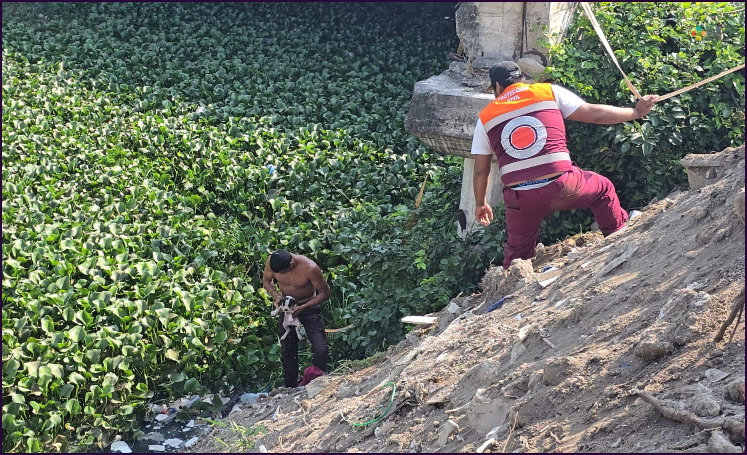 Rescatan a cachorra atrapada entre lirio en Medellín de Bravo