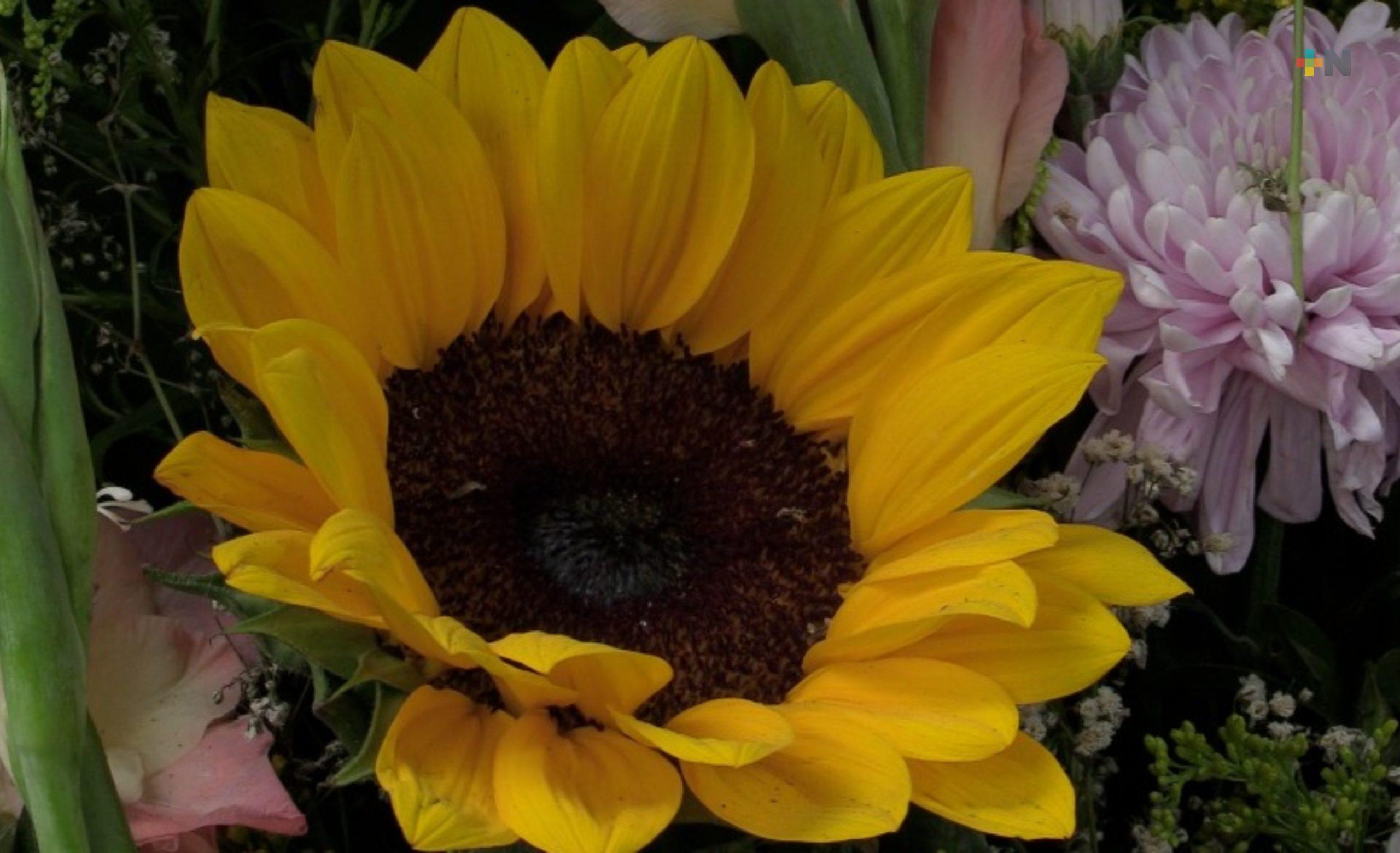 Docena de flores amarillas podría alcanzar un costo de hasta 500 pesos